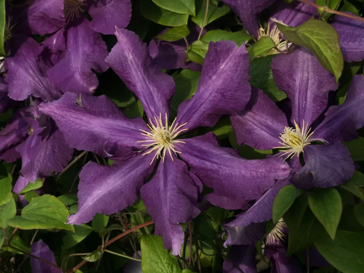 a close up of a bunch of purple flowers, clematis like stars in the sky, 'groovy', in a medium full shot, blue and purple colour scheme