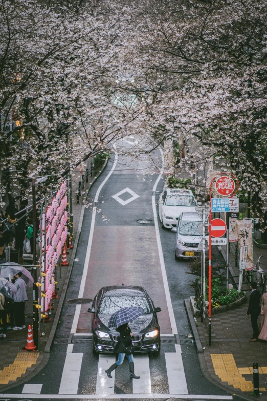 a person walking down a street with an umbrella, lush sakura trees, parked cars, top - down photo, 🚿🗝📝