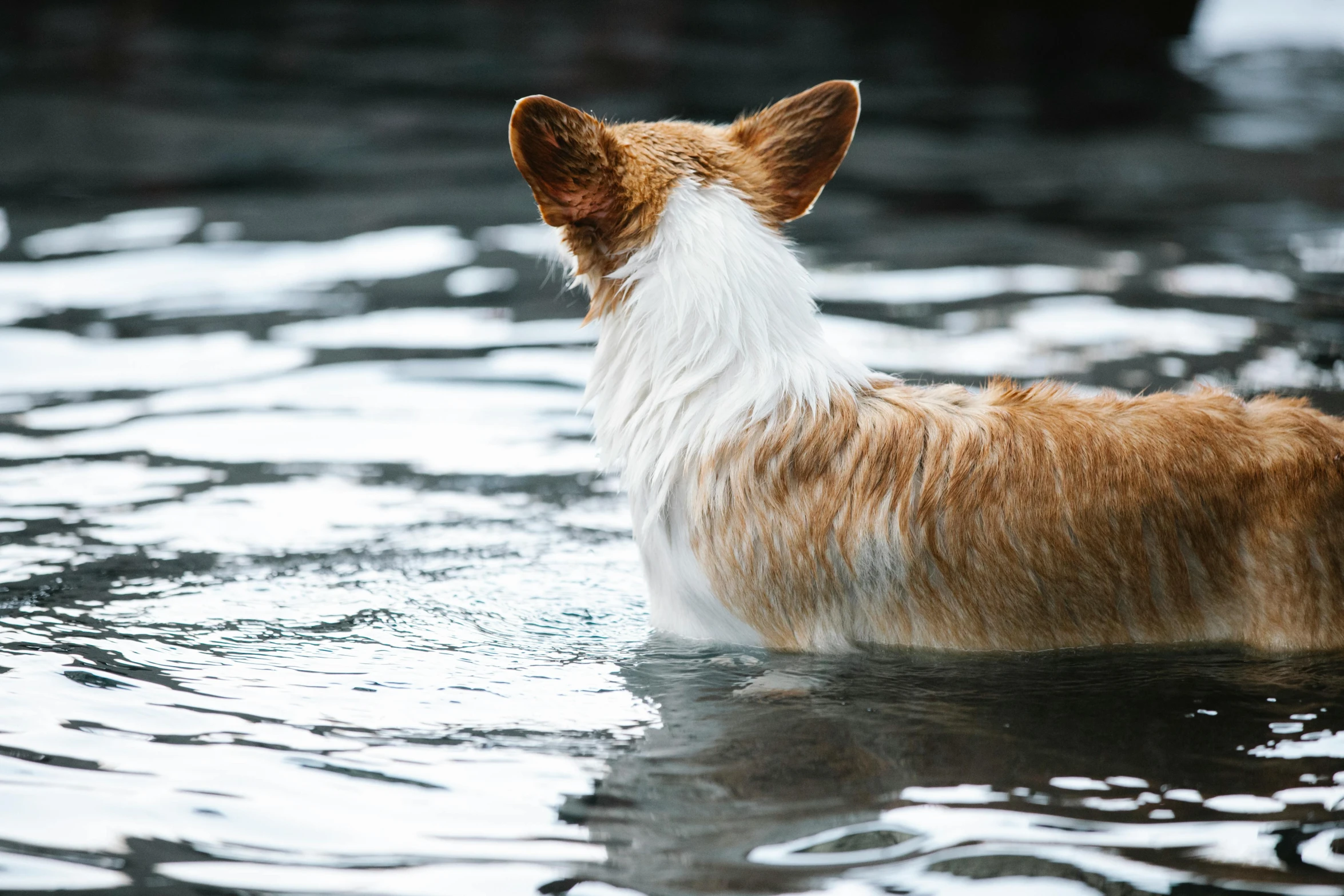 a brown and white dog swimming in a body of water, an album cover, by Julia Pishtar, pexels contest winner, corgi, wet climate, thoughtful, fox tail