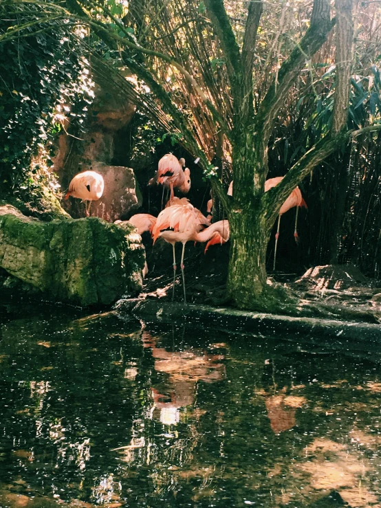 a group of flamingos that are standing in the water, petra collins, standing in a botanical garden, trending on vsco, 2000s photo