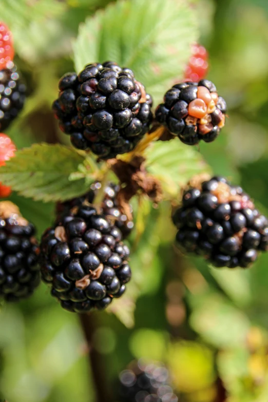 a close up of a bunch of blackberries, with fruit trees, award-winning crisp details”, 2 5 6 x 2 5 6 pixels, al fresco