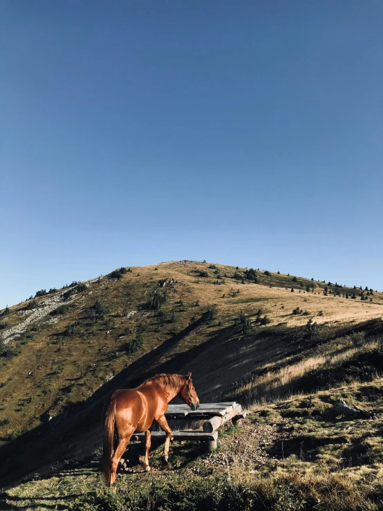 a brown horse standing on top of a lush green hillside, les nabis, sitting on top a table, trending on vsco, bench, alp