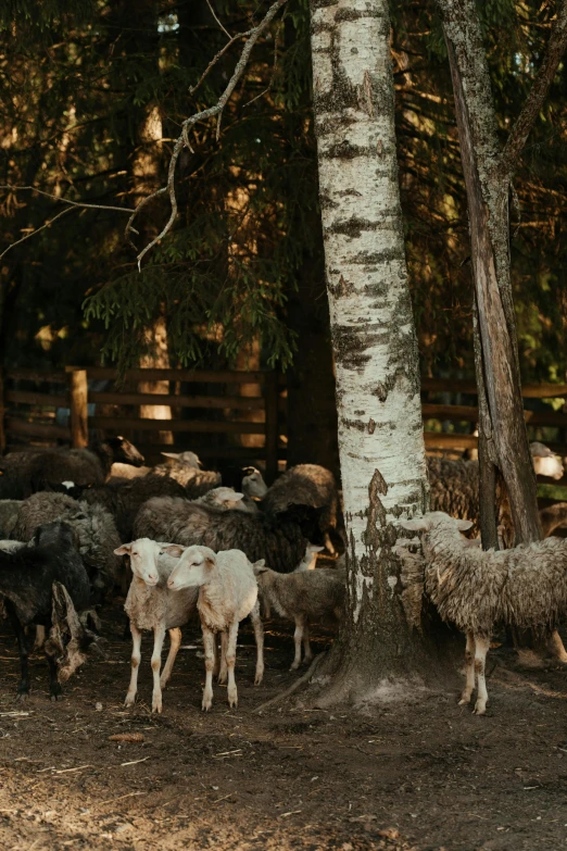 a herd of sheep standing next to a tree, forest setting, rustic setting, filled with fauna, ede laszlo