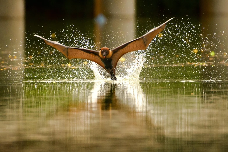 a large bird flying over a body of water, by Jan Tengnagel, pexels contest winner, hurufiyya, five foot bat in the philippines, dripping wet, at takeoff, 2 0 0 0's photo