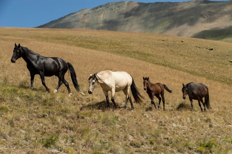 a herd of horses standing on top of a grass covered hillside, pexels contest winner, figuration libre, kazakh empress, chile, profile image, conde nast traveler photo