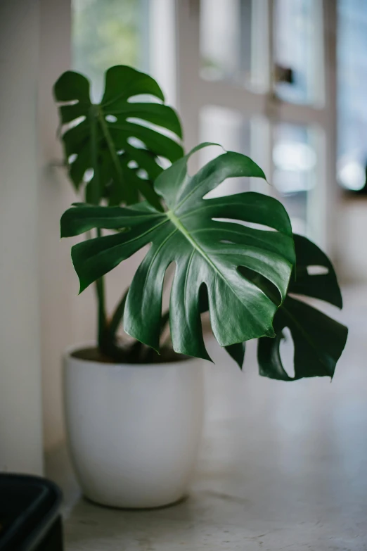 a close up of a potted plant on a table, inspired by Leo Leuppi, trending on unsplash, big leaves, beautiful and smooth soft light, medium wide front shot, very large bosum