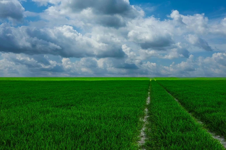 a field of green grass with a blue sky in the background, by Andries Stock, unsplash, bangladesh, ai weiwei and gregory crewdson, pathway, louisiana