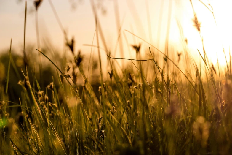 a field of grass with the sun setting in the background, pexels contest winner, brown, clear and sunny, softly - lit, afternoon hangout