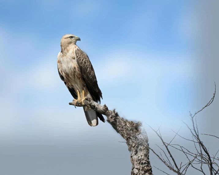 a bird sitting on top of a tree branch, hurufiyya, pristine and clean, raptors, slide show, skies behind