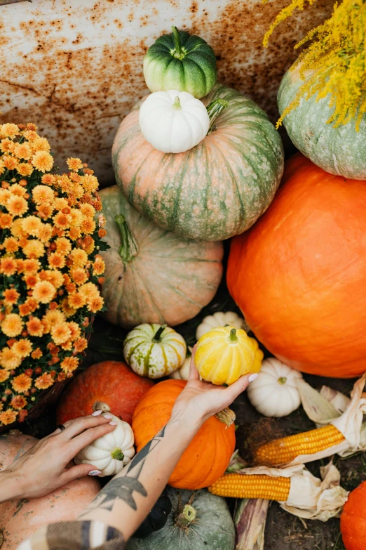 a woman sitting in a wheelbarrow surrounded by pumpkins and gourds, by Jessie Algie, trending on unsplash, square, hands, orange pastel colors, organic detail