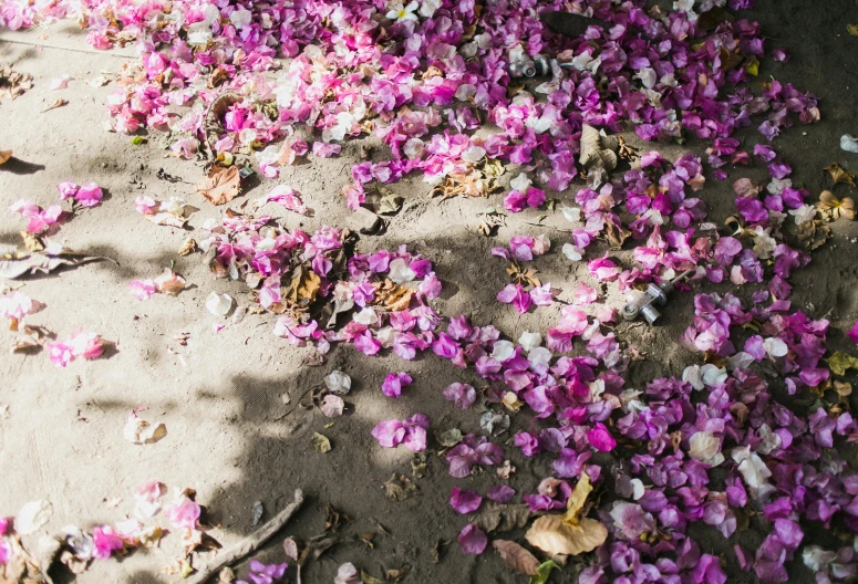 a bunch of flowers that are on the ground, unsplash, khajuraho, shades of pink, print ready, afar