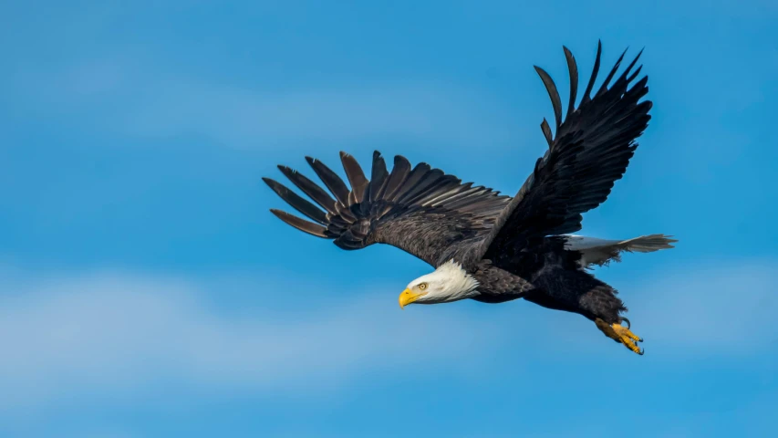 a bald eagle flying through a blue sky, by Neil Blevins, pexels contest winner, hurufiyya, fine art print