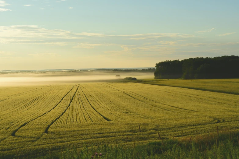 a field filled with lots of green grass next to a forest, by Jessie Algie, pexels contest winner, precisionism, fog golden hour, farming, panorama distant view, nordic summer