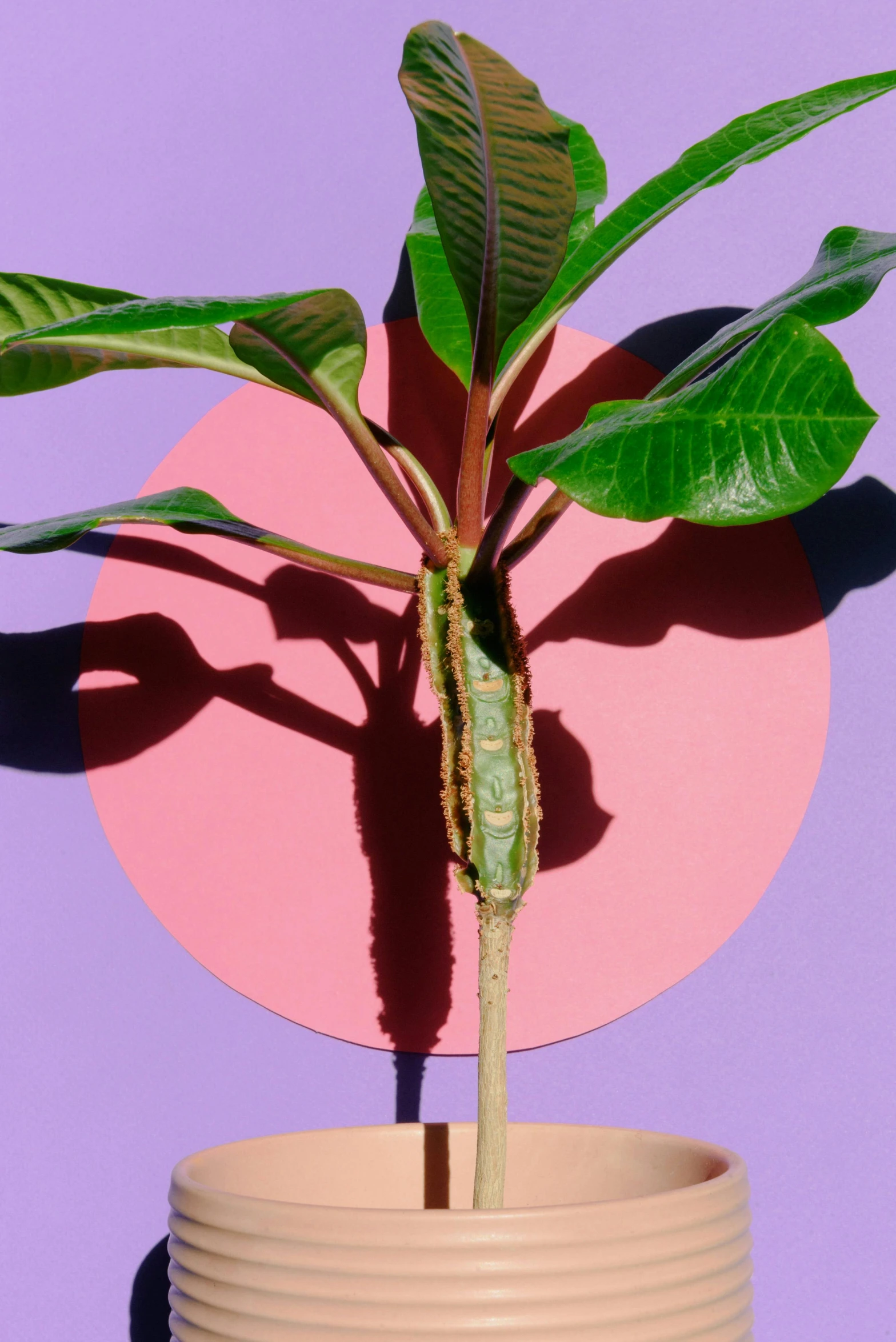 a close up of a plant in a pot, an album cover, trending on pexels, magic realism, antropromorphic stick insect, huge ficus macrophylla, the caterpillar, pink and green