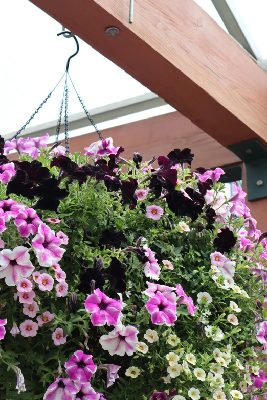 a hanging basket full of purple and white flowers, exterior shot, pink arches, medium close shot, fully covered