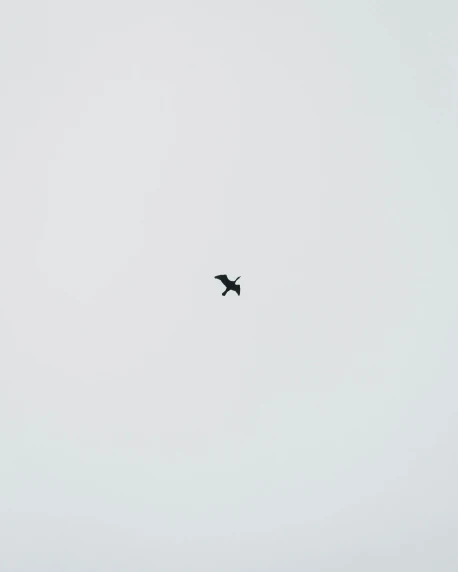 a bird that is flying in the sky, by Attila Meszlenyi, postminimalism, white space in middle, 2 0 5 6 x 2 0 5 6, medium distance shot, kai vermehr