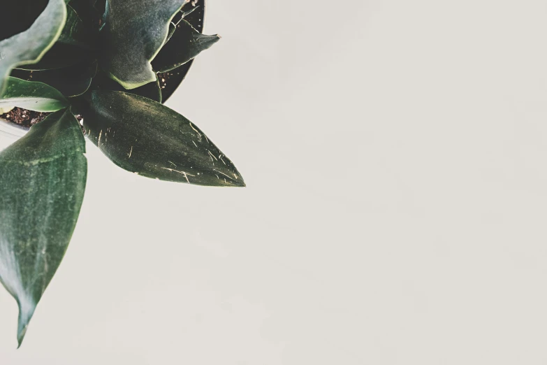 a close up of a plant with a white background, by Carey Morris, trending on unsplash, background image, vintage photo, artichoke, floating away