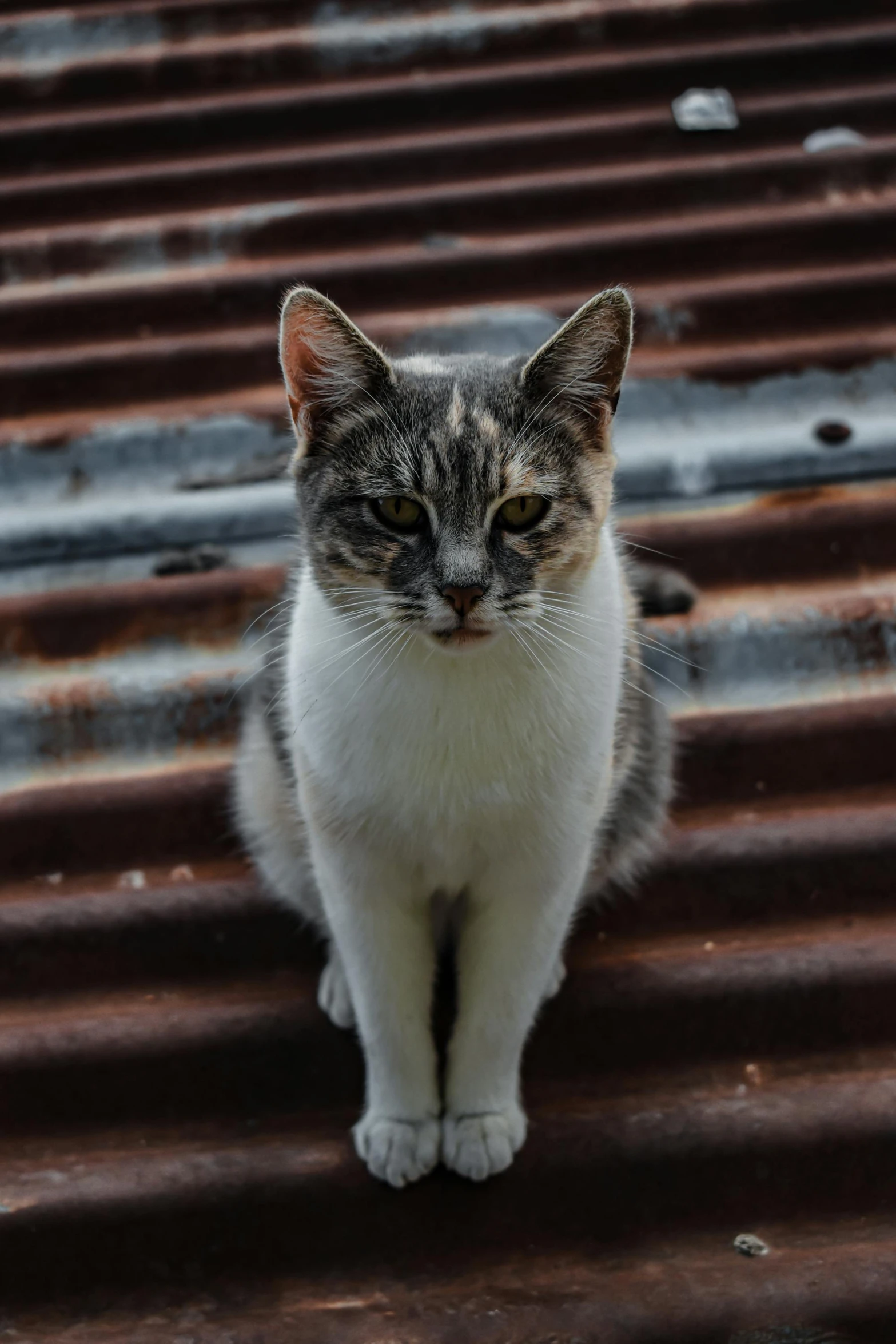 a cat sitting on top of a metal roof, unsplash, lovingly looking at camera, australian, very old, full body close-up shot