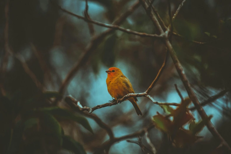 a small yellow bird sitting on top of a tree branch, pexels contest winner, vibrant but dreary orange, frank moth, portrait of a small, high quality wallpaper