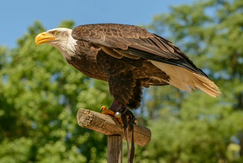 a bald eagle sitting on top of a wooden post, pexels contest winner, hurufiyya, in the zoo exhibit, avatar image