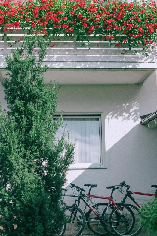 a couple of bikes parked in front of a building, a picture, pexels contest winner, branches growing as hair, home video footage, windowsill, white and red color scheme