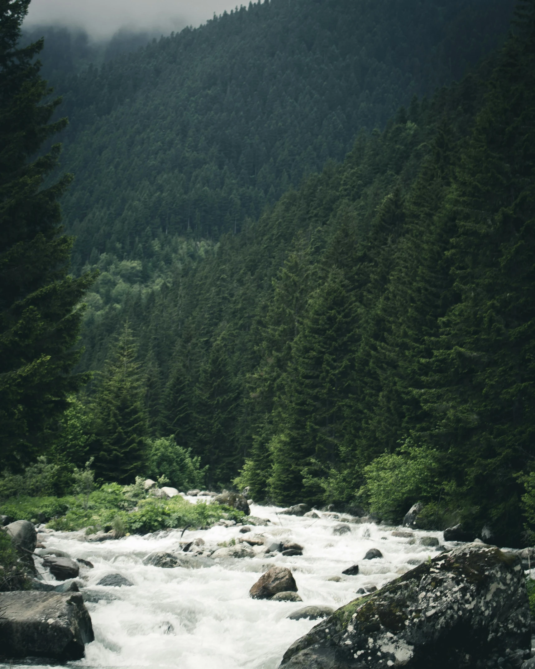 a river running through a lush green forest, an album cover, pexels contest winner, chamonix, indian forest, grainy quality, whistler