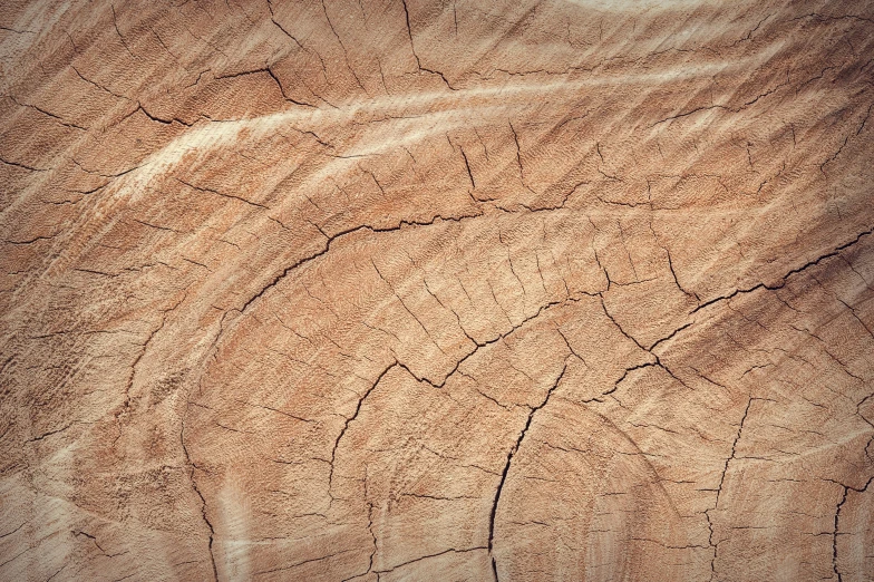 a close up of a piece of wood, by Peter Churcher, unsplash, hurufiyya, extremely high resolution, grain”, deforestation, wrinkly