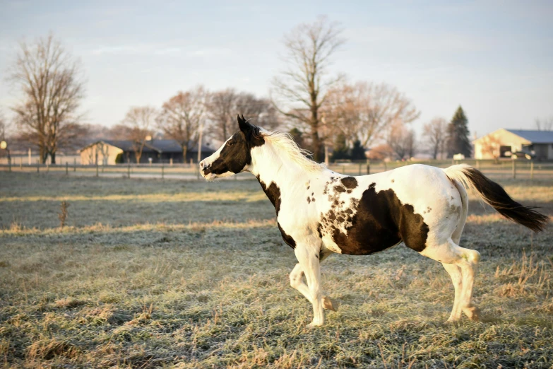 a brown and white horse standing on top of a grass covered field, white with black spots, february), viral image, fan favorite