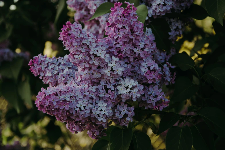 a close up of a bunch of purple flowers, pexels contest winner, lilac, instagram post, color image, detailed trees in bloom