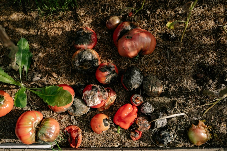 a bunch of rotten tomatoes laying on the ground, a still life, by Werner Gutzeit, auto-destructive art, lpoty, fire embers, taken in the early 2020s, garden with fruits on trees