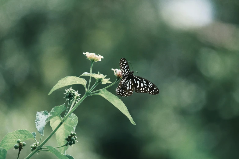 a close up of a butterfly on a flower, unsplash, minimalism, black and green, medium format, illustration, amongst foliage