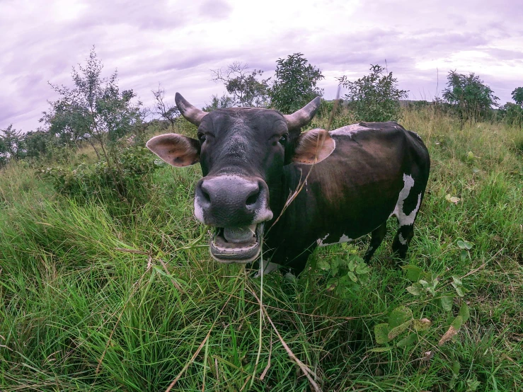 a cow standing on top of a lush green field, gopro, unmistakably kenyan, extreme fisheye lens, instagram selfie