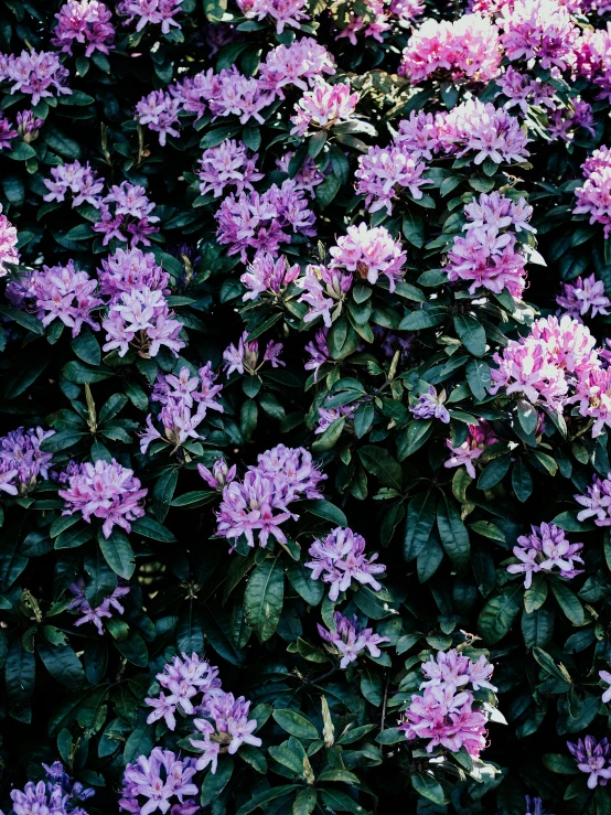 a bush of purple flowers with green leaves, a digital rendering, unsplash, shot on superia 400 filmstock, 1999 photograph, various sizes, made of glazed
