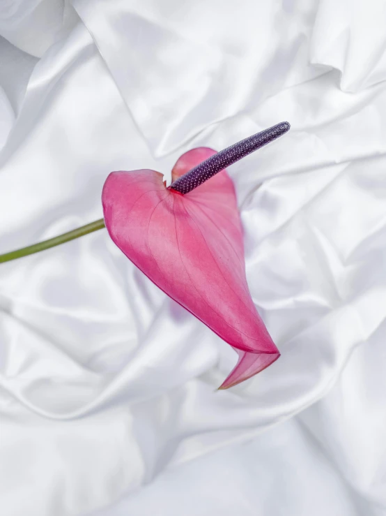 a pink flower sitting on top of a white sheet