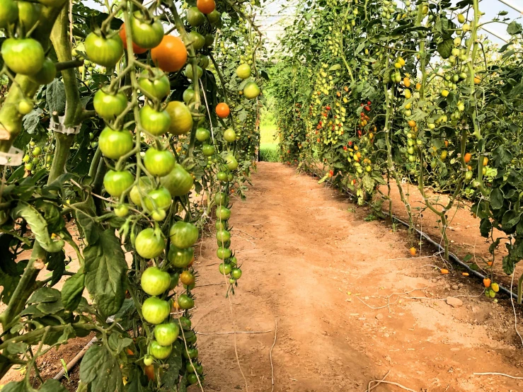 a row of tomatoes growing in a greenhouse, vines along the jungle floor, pathway, profile image, instagram picture