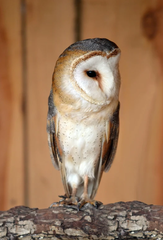 a barn owl perched on a tree branch, a portrait, trending on pexels, on a pedestal, slide show, museum photo, knee