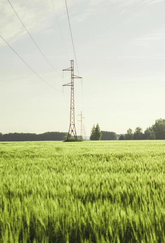 a field of green grass with power lines in the background, a picture, by Adam Marczyński, renaissance, large scale photo, farming, color graded, tall thin