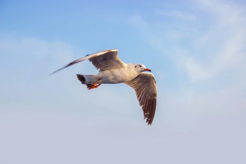 a seagull in flight against a blue sky, pexels contest winner, fan favorite, shot with sony alpha, focus on full - body, instagram post