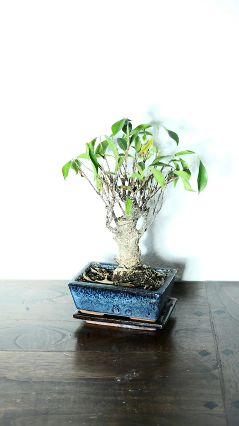 a potted plant sitting on top of a wooden table, inspired by Gong Kai, twisted trunk, 15081959 21121991 01012000 4k, bali, ramil sunga