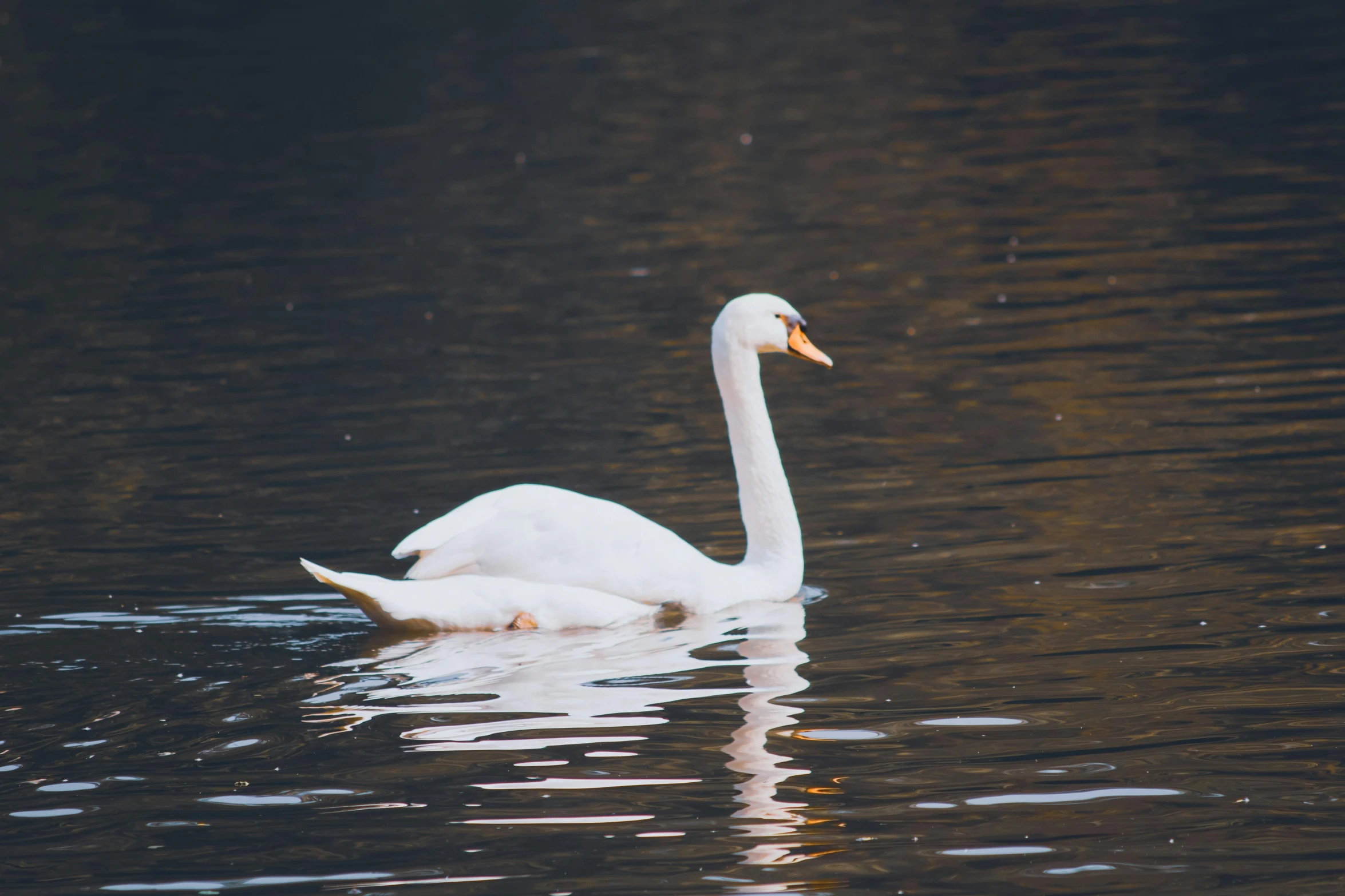 a white swan floating on top of a body of water, by Elsa Bleda, pexels contest winner, hurufiyya, looking regal and classic, pixelated, old male, on a canva