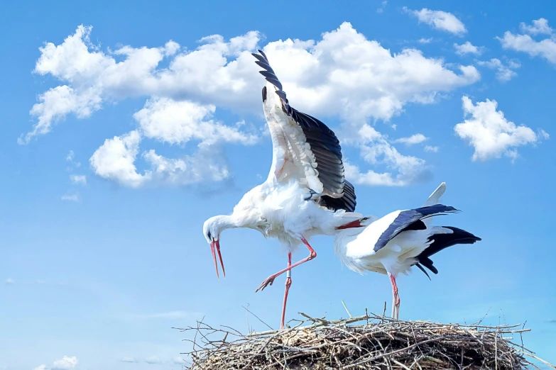 a couple of birds standing on top of a nest, pexels contest winner, arabesque, wingspan style, best on adobe stock, crane, 15081959 21121991 01012000 4k