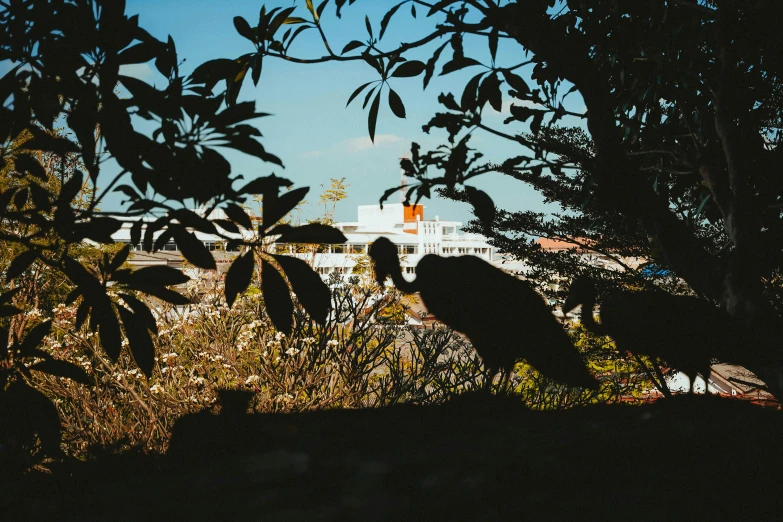 a couple of birds standing on top of a lush green field, a picture, by Pamela Ascherson, unsplash contest winner, pirate ship in background, sun and shadow over a city, bushes in the foreground, manly