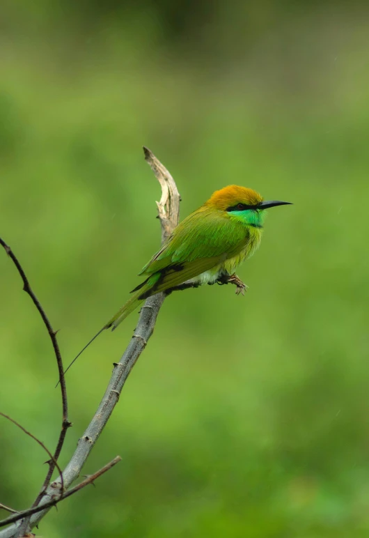 a small bird sitting on top of a tree branch, green and gold, chartreuse and orange and cyan, madagascar, over-shoulder shot