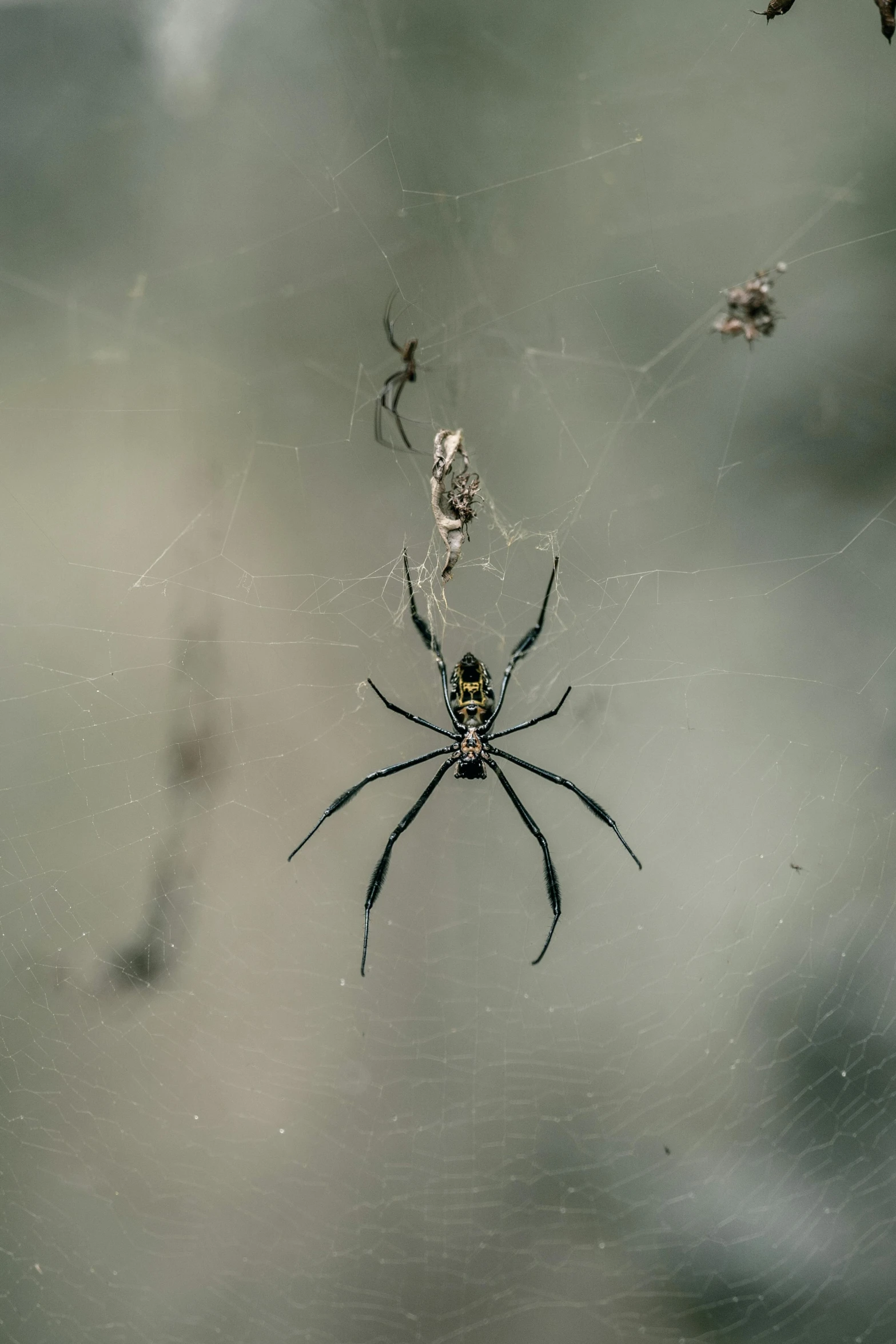 a spider sitting on top of a spider web, pexels contest winner, arabesque, male and female, grey, multiple stories, full frame image