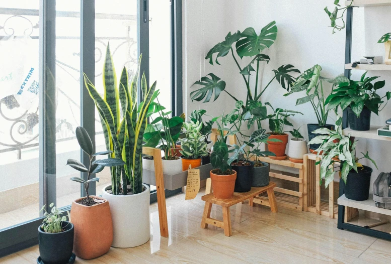 a room filled with lots of potted plants, a cartoon, trending on unsplash, modern lush condo as shopfront, 🦩🪐🐞👩🏻🦳, botanic garden, group of seven
