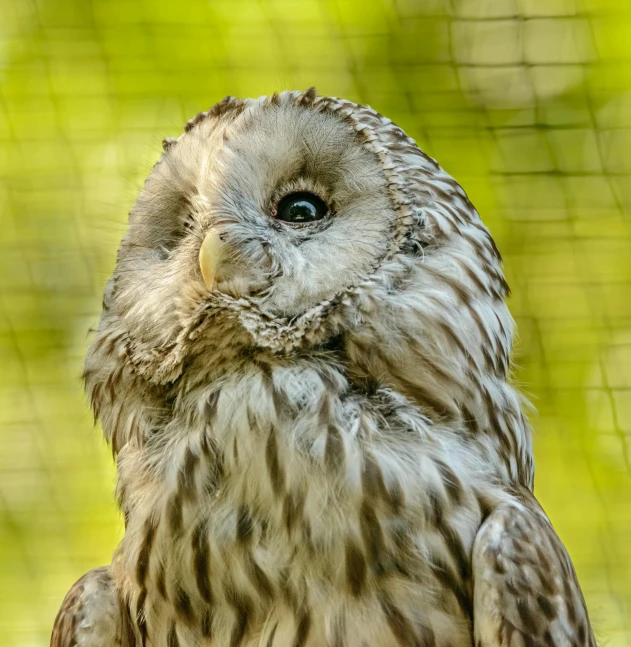 a close up of an owl in a cage, by Jan Tengnagel, pexels contest winner, hurufiyya, silver haired, extremely high resolution, nature outside, museum quality photo