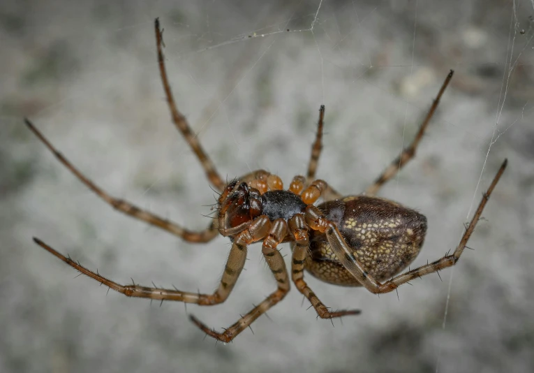 a close up of a spider on a web, pexels contest winner, hurufiyya, on a gray background, mid 2 0's female, ground - level medium shot, brown