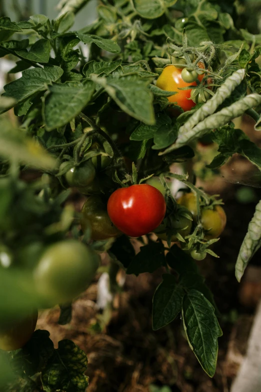 a close up of a bunch of tomatoes on a plant, by Robert Thomas, unsplash, zoomed out view, low quality photo, slight haze, with fruit trees