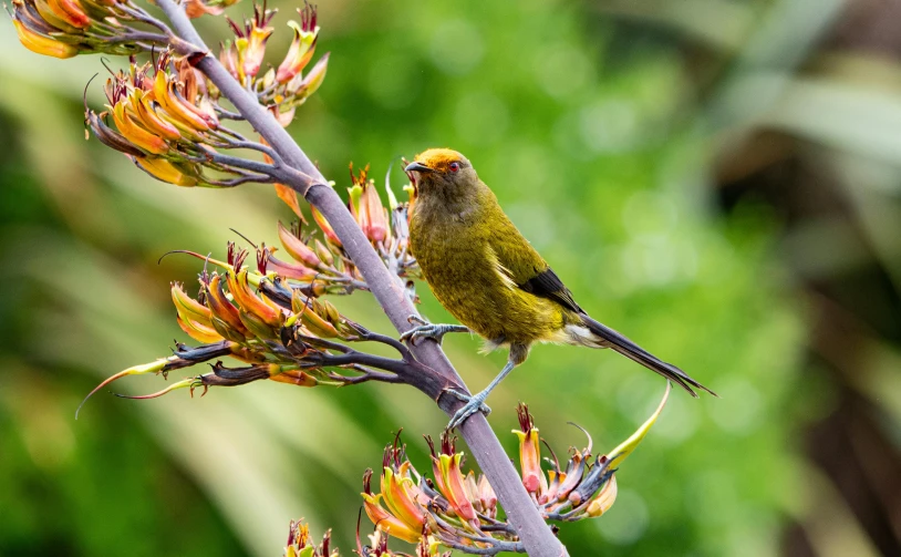 a small bird sitting on top of a tree branch, by Gwen Barnard, hurufiyya, subtropical flowers and plants, new zeeland, with fiery golden wings, olive