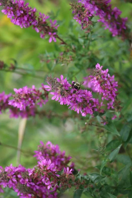 a bee sitting on top of a purple flower, with soft bushes, red and magenta flowers, herbs, toward to the camera